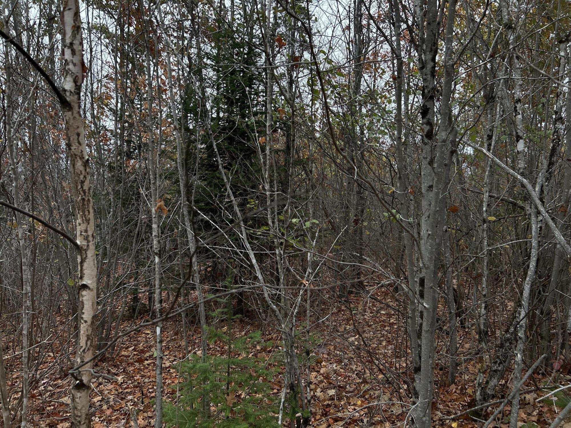 M4-l18 Bog Road Jackson, ME 04921 - Photo 5 of 48 IMG_6144