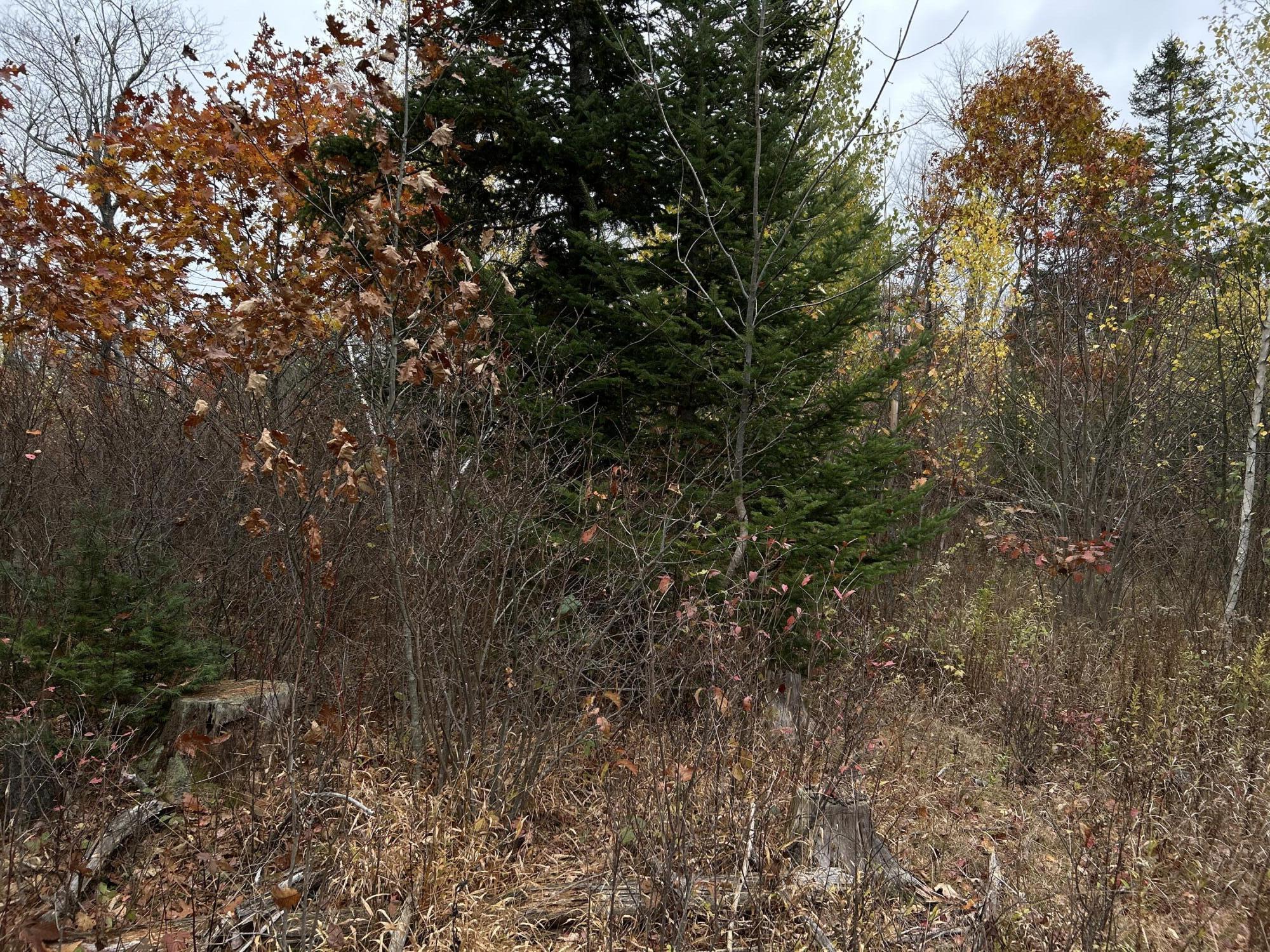 M4-l18 Bog Road Jackson, ME 04921 - Photo 7 of 48 IMG_6149