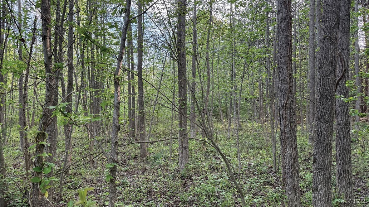 0 Jenkins Church Road Cumberland, VA 23040 - Photo 12 of 16 a view of a forest with trees