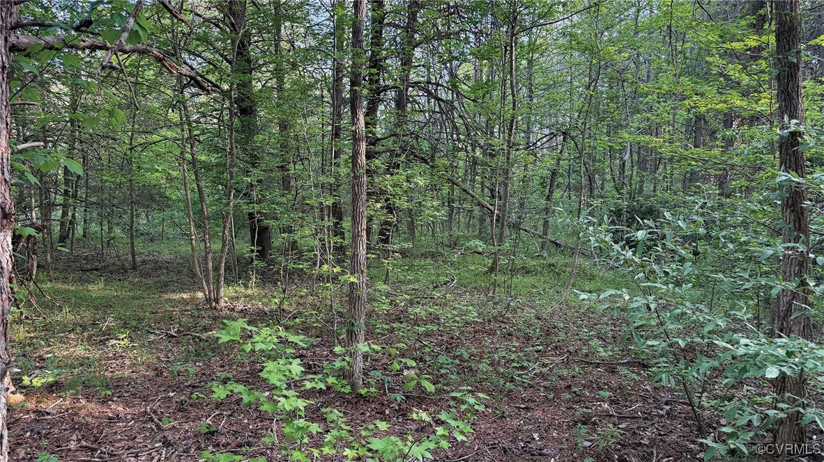 0 Jenkins Church Road Cumberland, VA 23040 - Photo 15 of 16 a view of forest