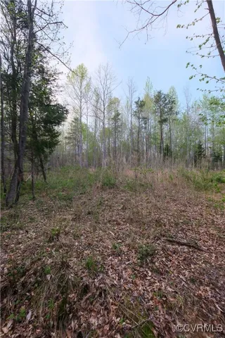 a view of a forest with trees in the background