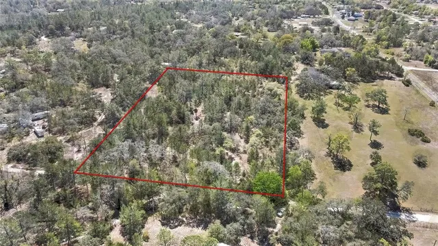 a view of a forest with a forest