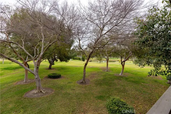 a view of a tree in a yard