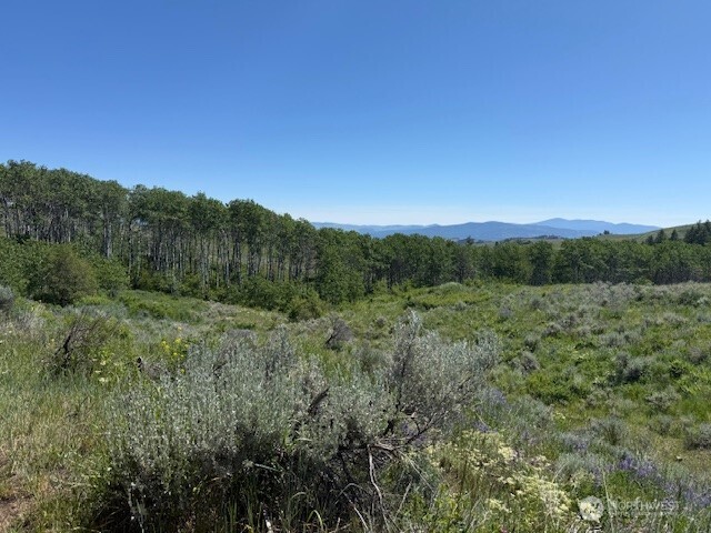 a view of a big yard with a large tree