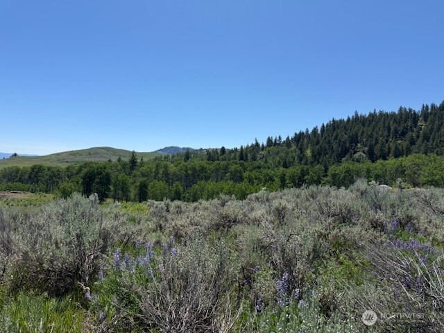 111 Tbd Ellemeham Ridge Road Loomis, WA 98827 - Photo 6 of 8 a view of a lush green forest with a houses