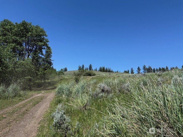 111 Tbd Ellemeham Ridge Road Loomis, WA 98827 - Photo 7 of 8 a view of a green field with lots of bushes