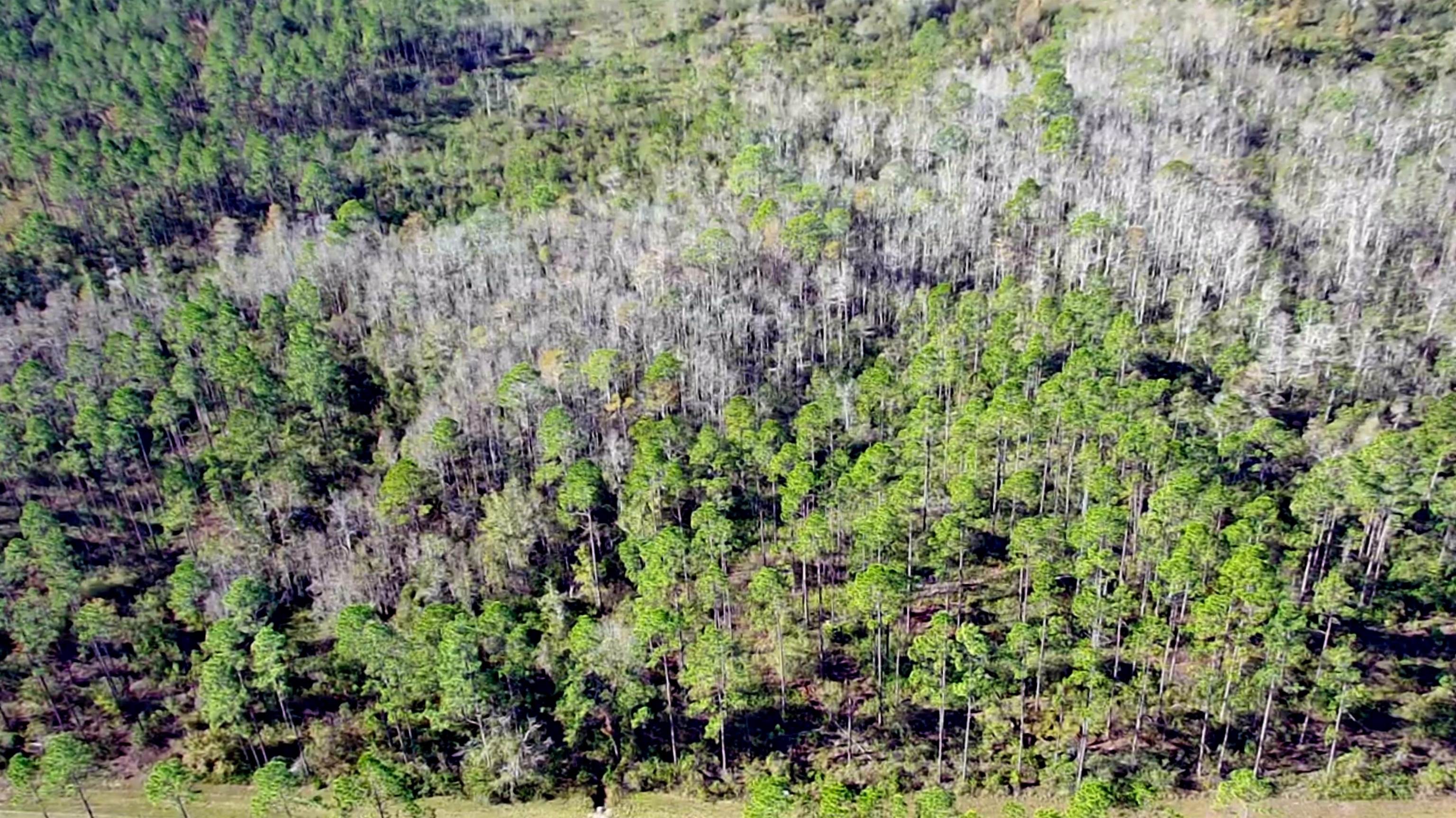 Lot 44 Southwest Ontario Road Greenville, FL 32331 - Photo 12 of 17