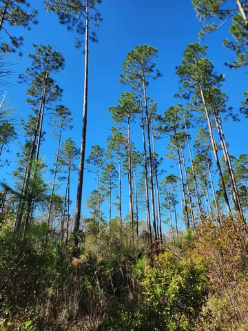 $42,000 | Lot 44 Southwest Ontario Road, Greenville, FL 32331