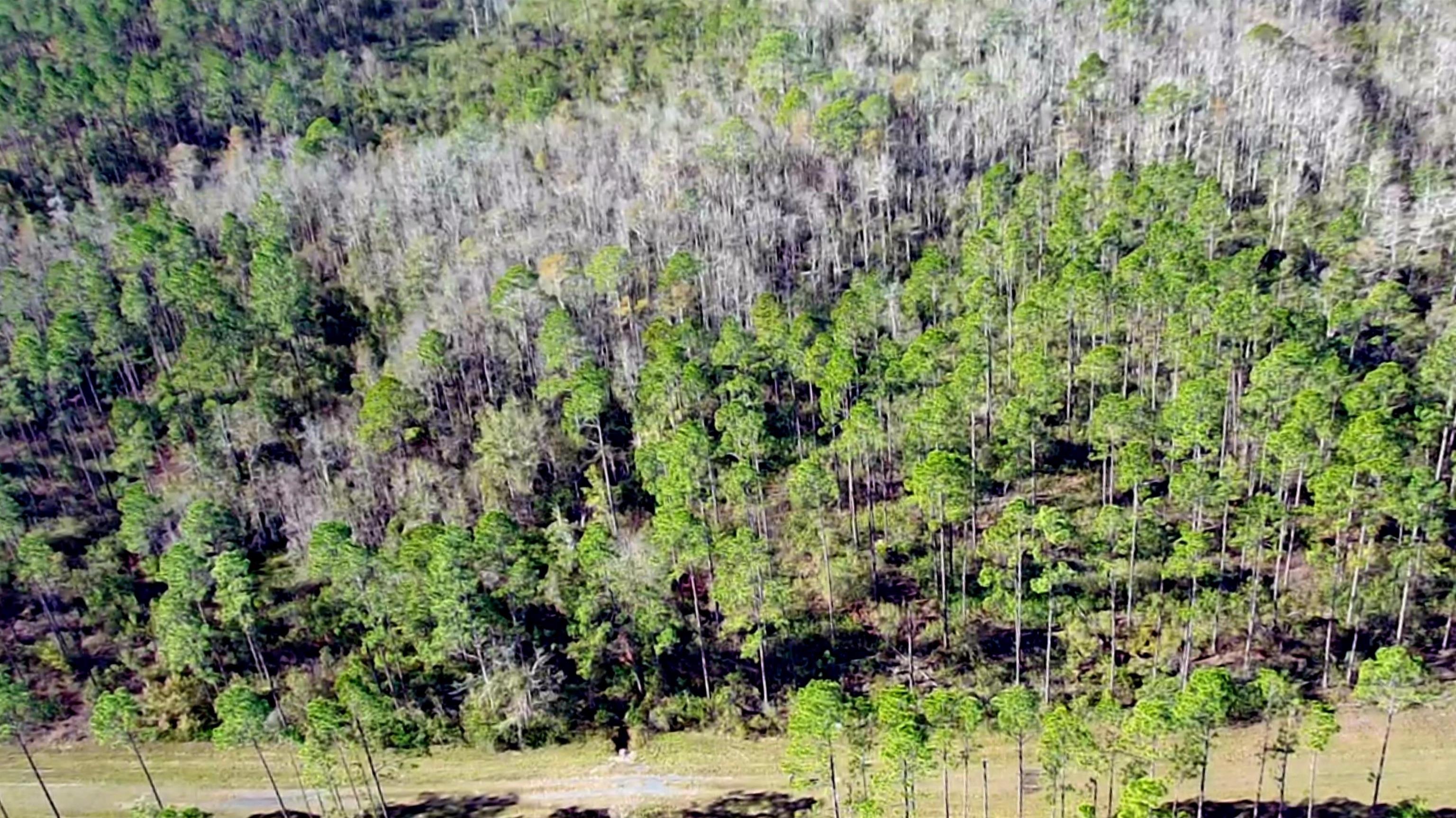 Lot 44 Southwest Ontario Road Greenville, FL 32331 - Photo 6 of 17