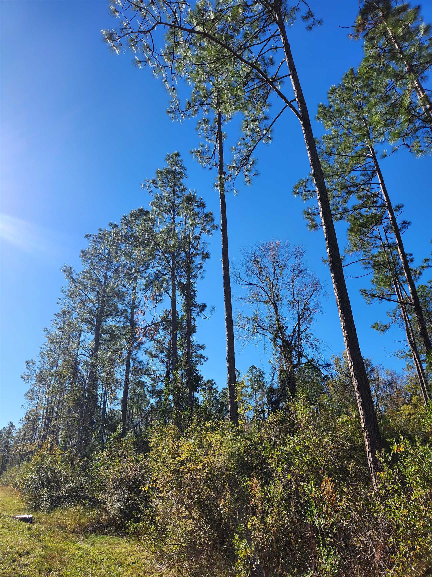 Lot 44 Southwest Ontario Road Greenville, FL 32331 - Photo 8 of 17