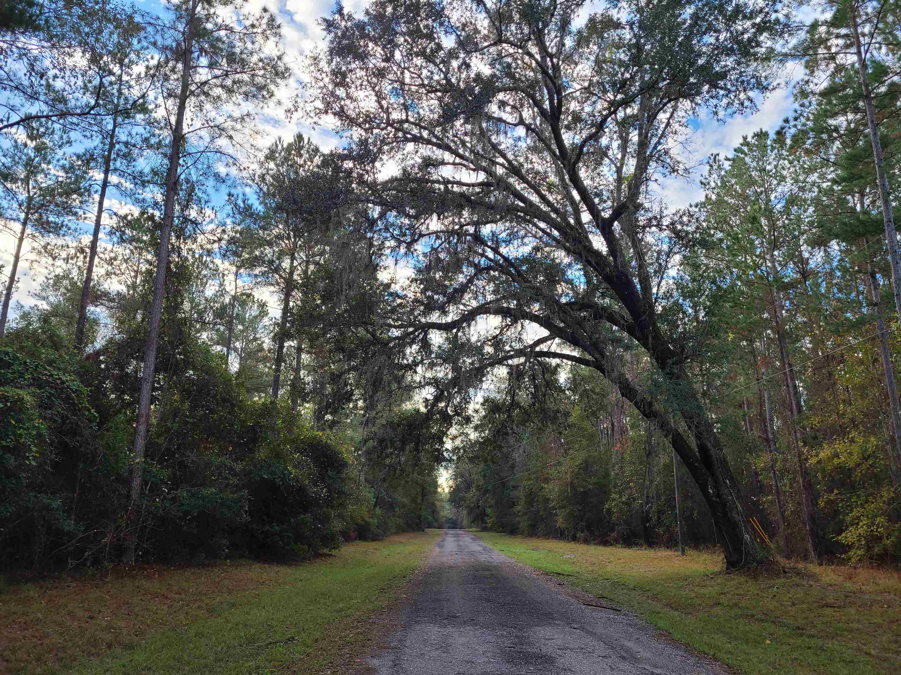 Lot 44 Southwest Ontario Road Greenville, FL 32331 - Photo 10 of 17