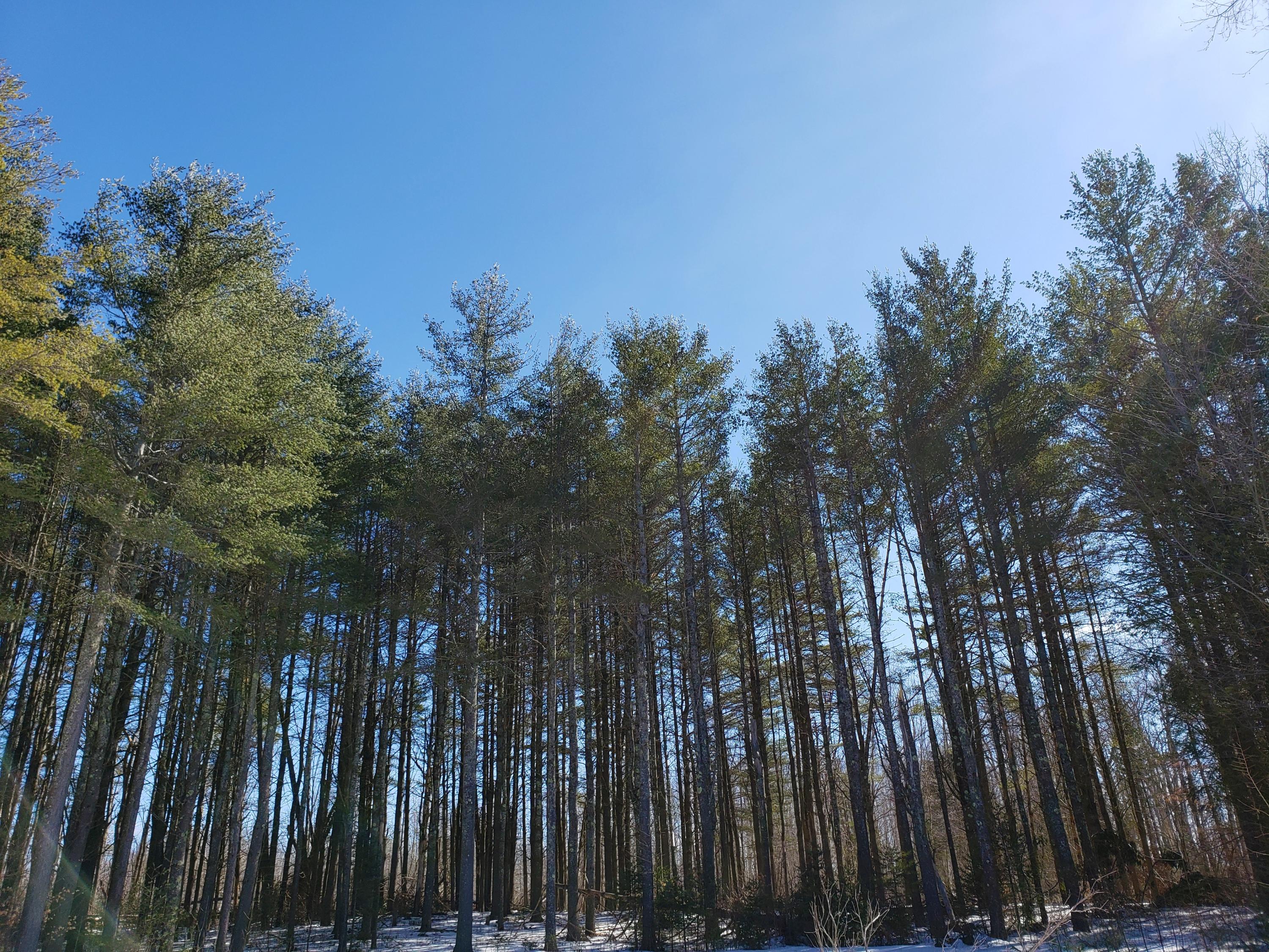 197 Airport Road Corinna, ME 04928 - Photo 73 of 74 trees