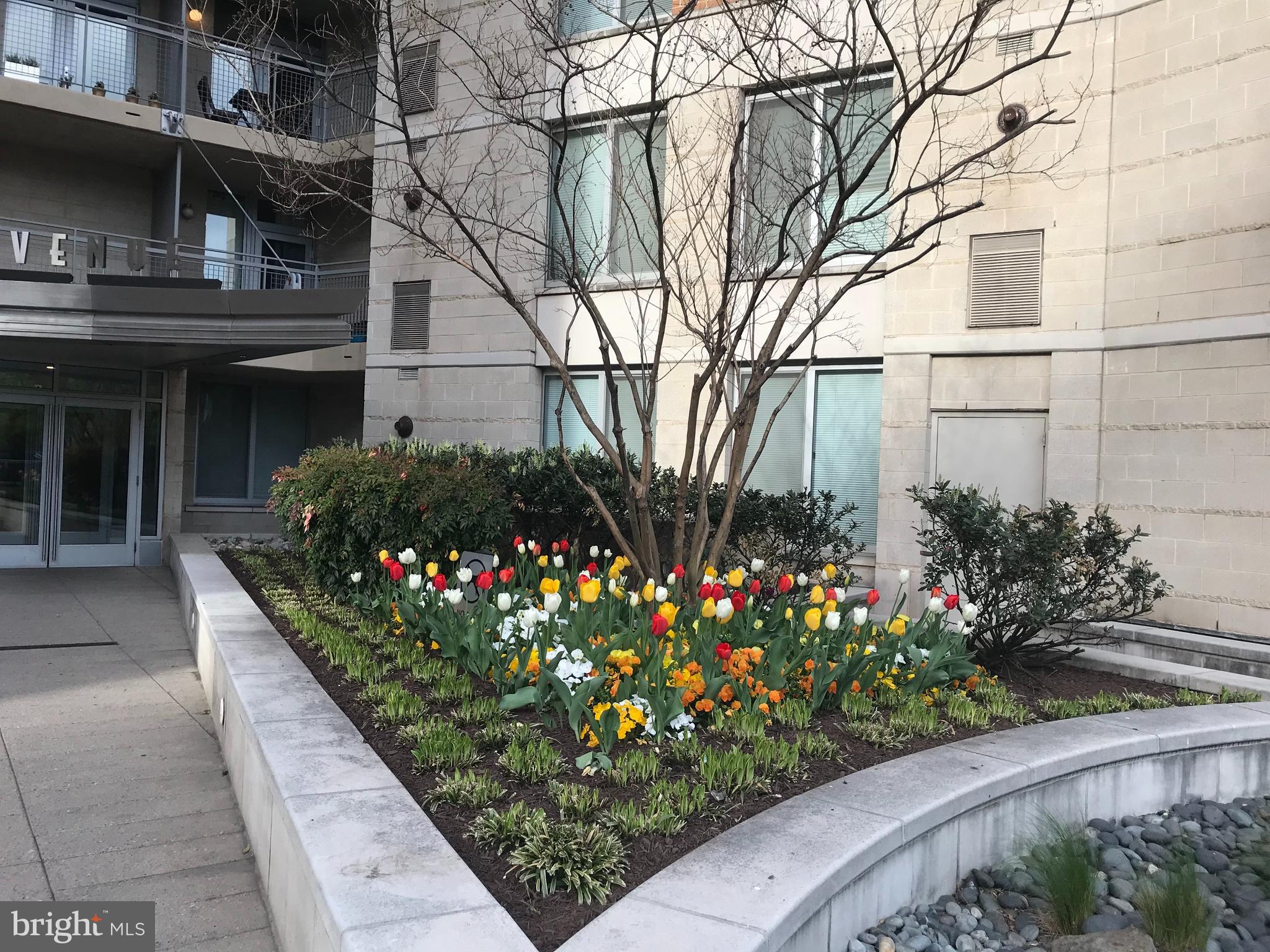 555 Massachusetts Avenue Northwest, Unit 1008 Washington, DC 20001 - Photo 3 of 15 a view of a potted flower in a yard