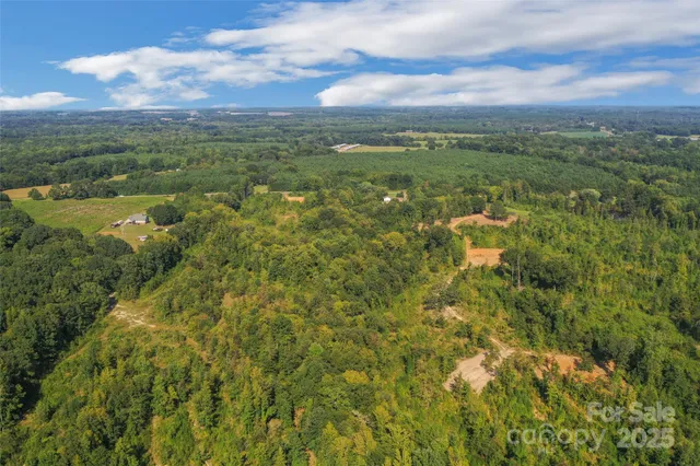 a view of a forest with a lush green forest