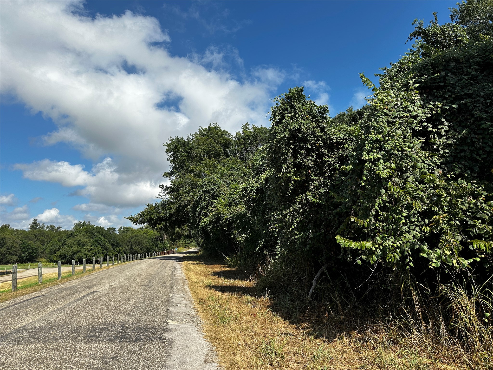 392 Riverside Drive Bastrop, TX 78602 - Photo 1 of 8 Mature trees and dense greenery line a paved country road under a blue sky.