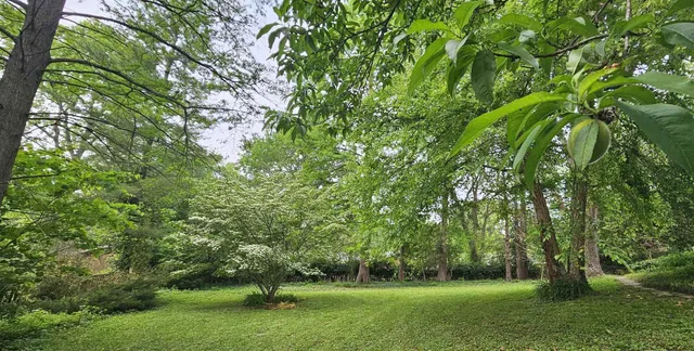 a huge green field with lots of trees