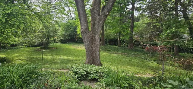 a big yard with lots of green space and trees