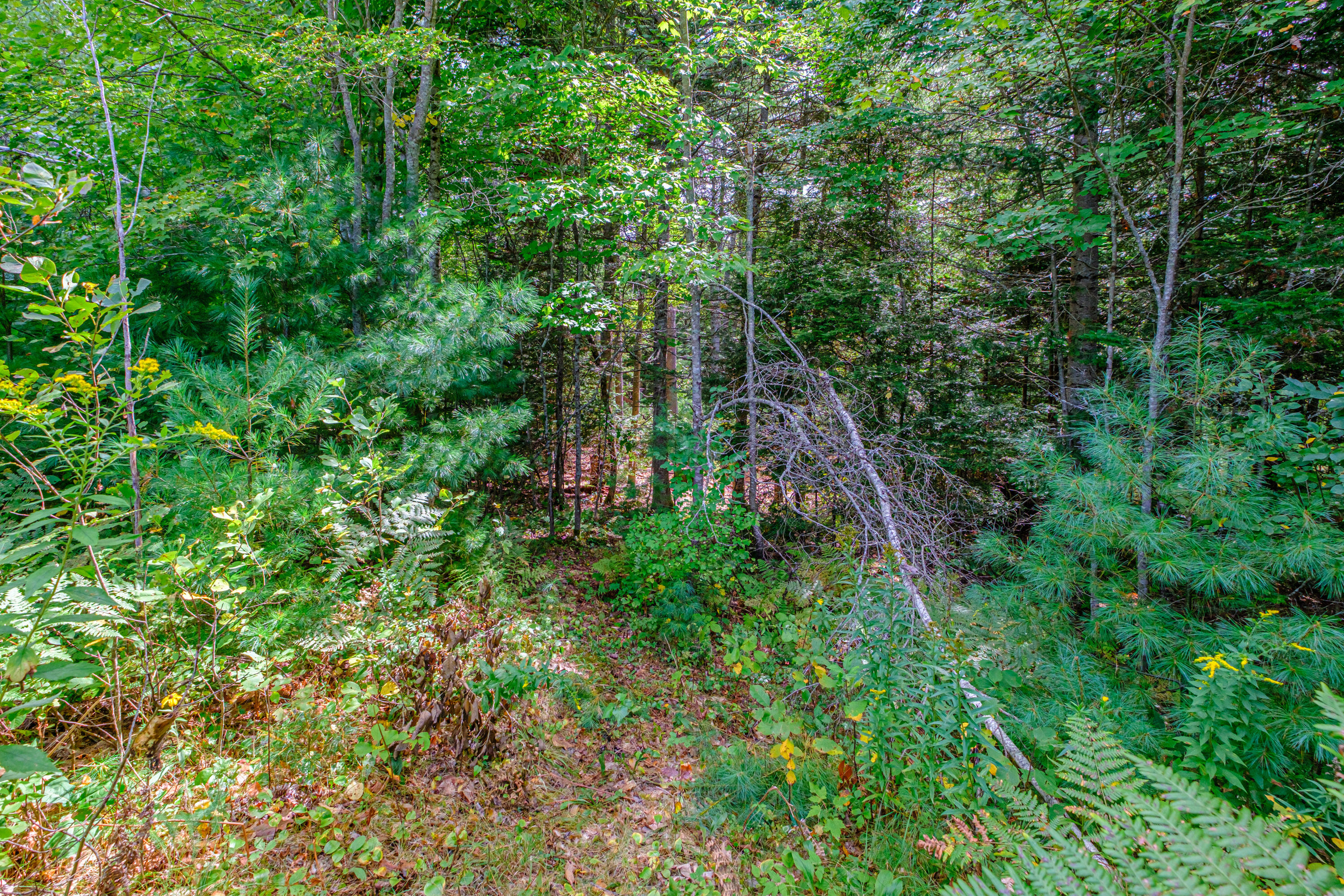 507 Norway Road Harrison, ME 04040 - Photo 62 of 71 20250908gp-60061