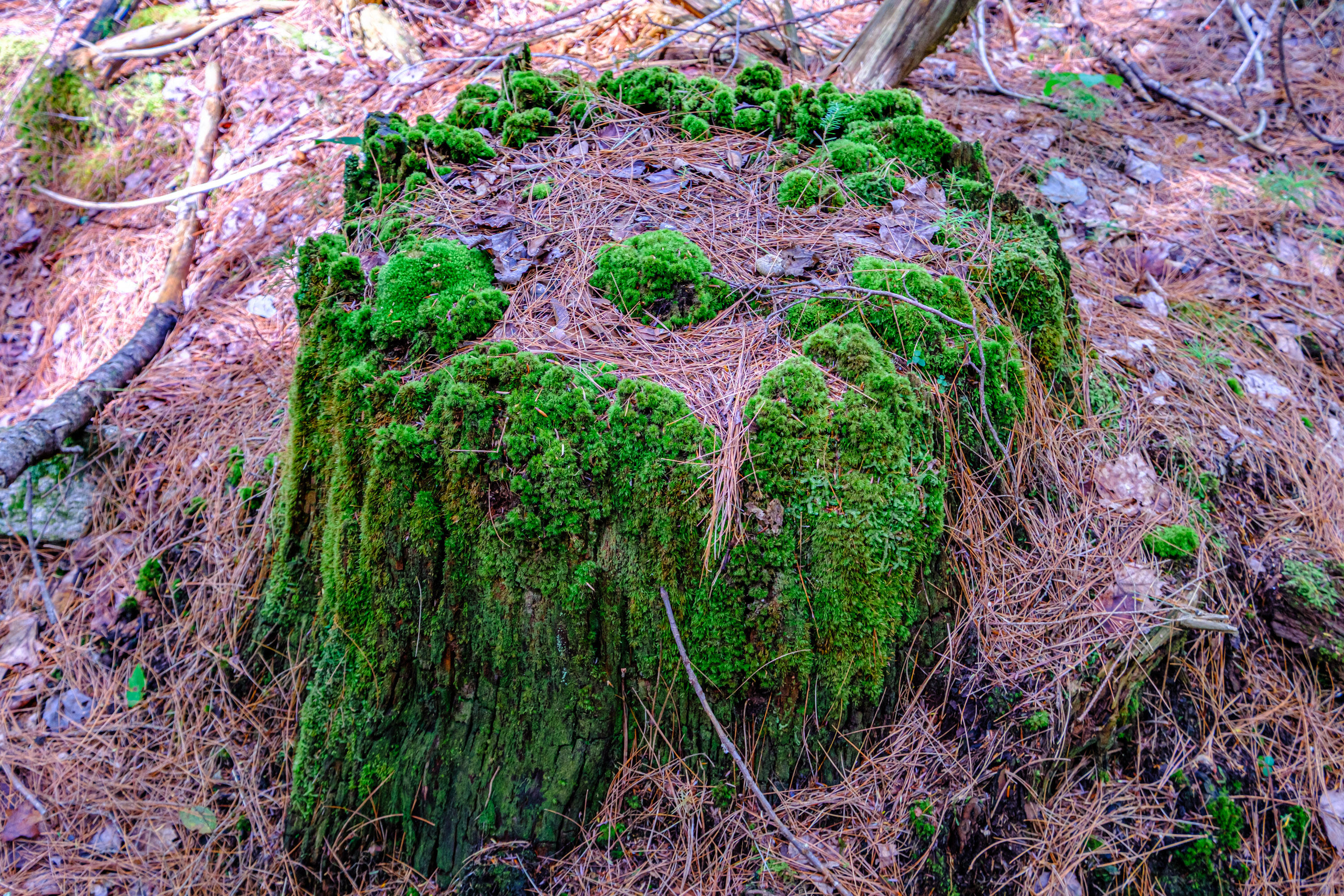 507 Norway Road Harrison, ME 04040 - Photo 70 of 71 20250908gp-60069