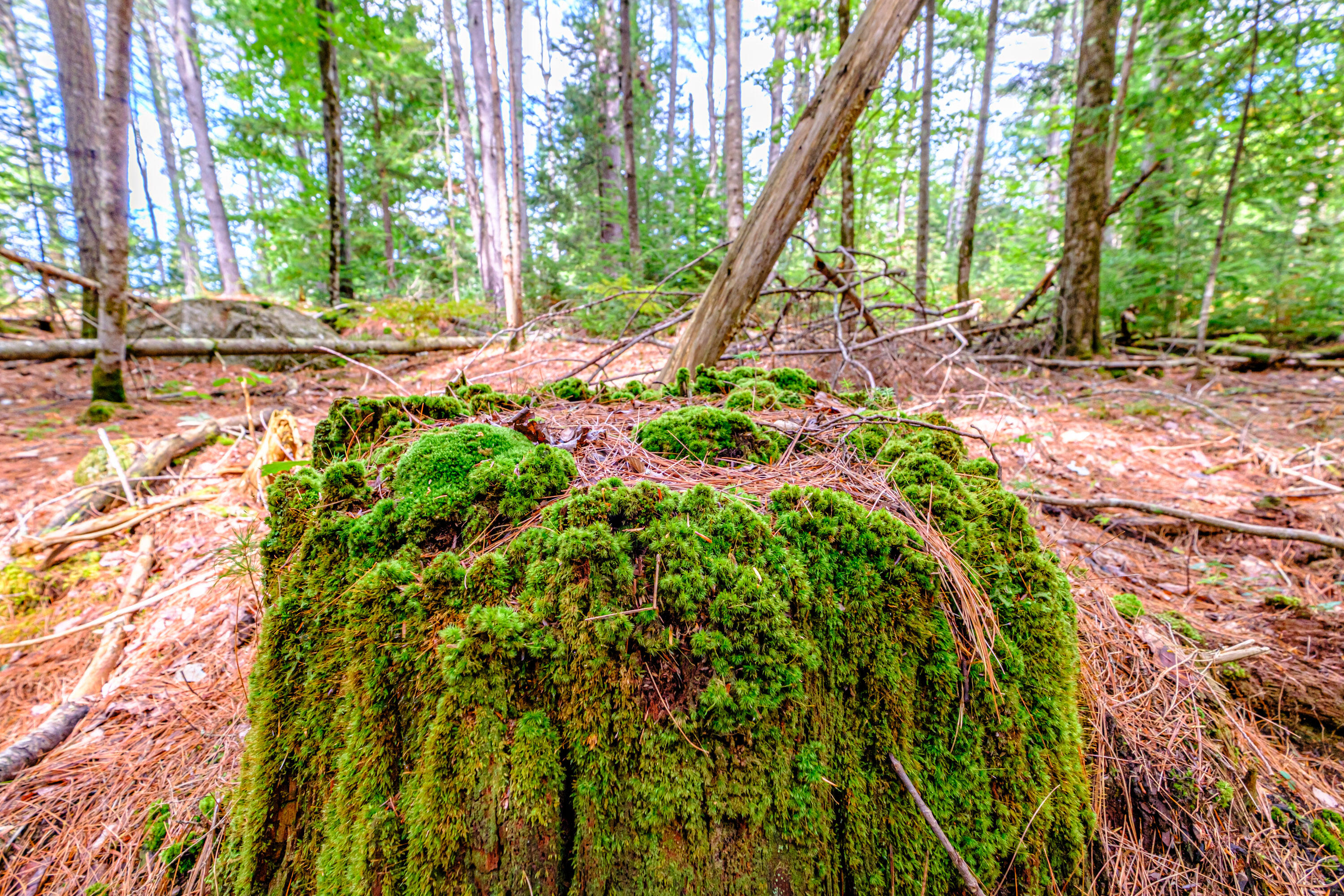 507 Norway Road Harrison, ME 04040 - Photo 71 of 71 20250908gp-60070