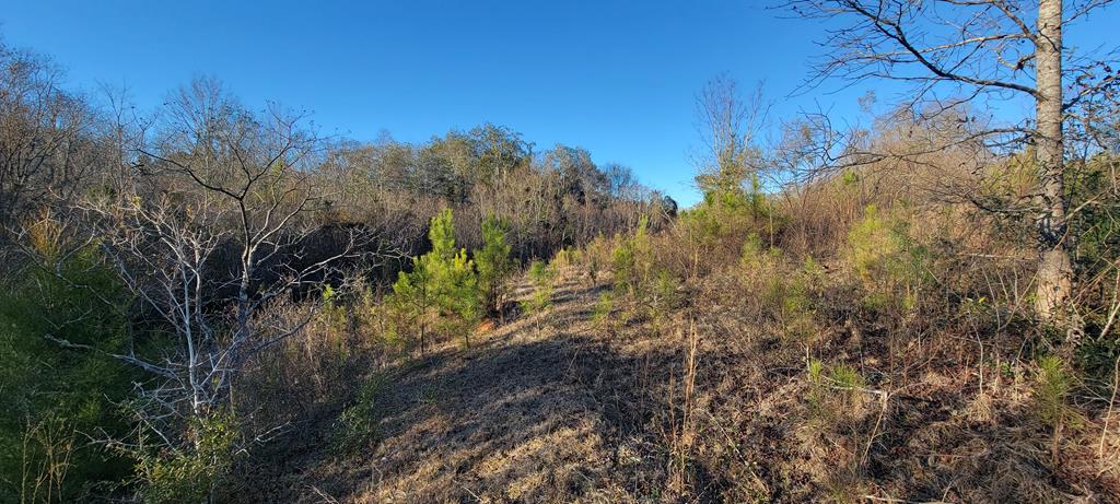 50.45-acres Trawick Road Dothan, AL 36301 - Photo 31 of 62