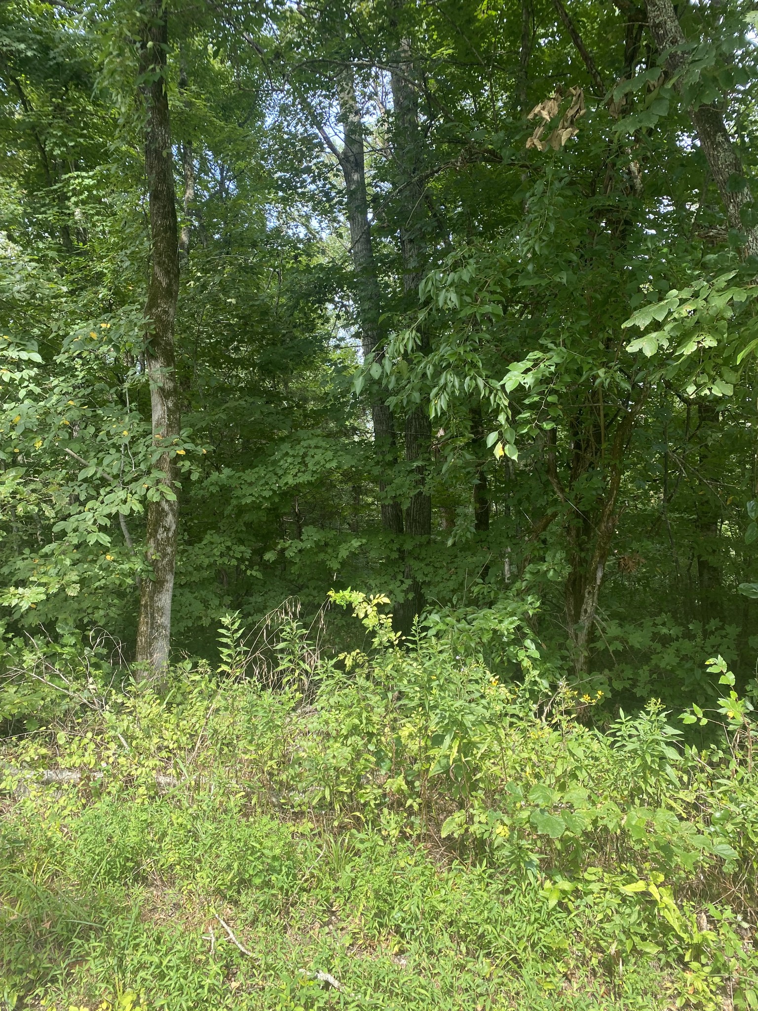 0 Potter Road West Alexandria, TN 37012 - Photo 13 of 16 Gallery Image 13