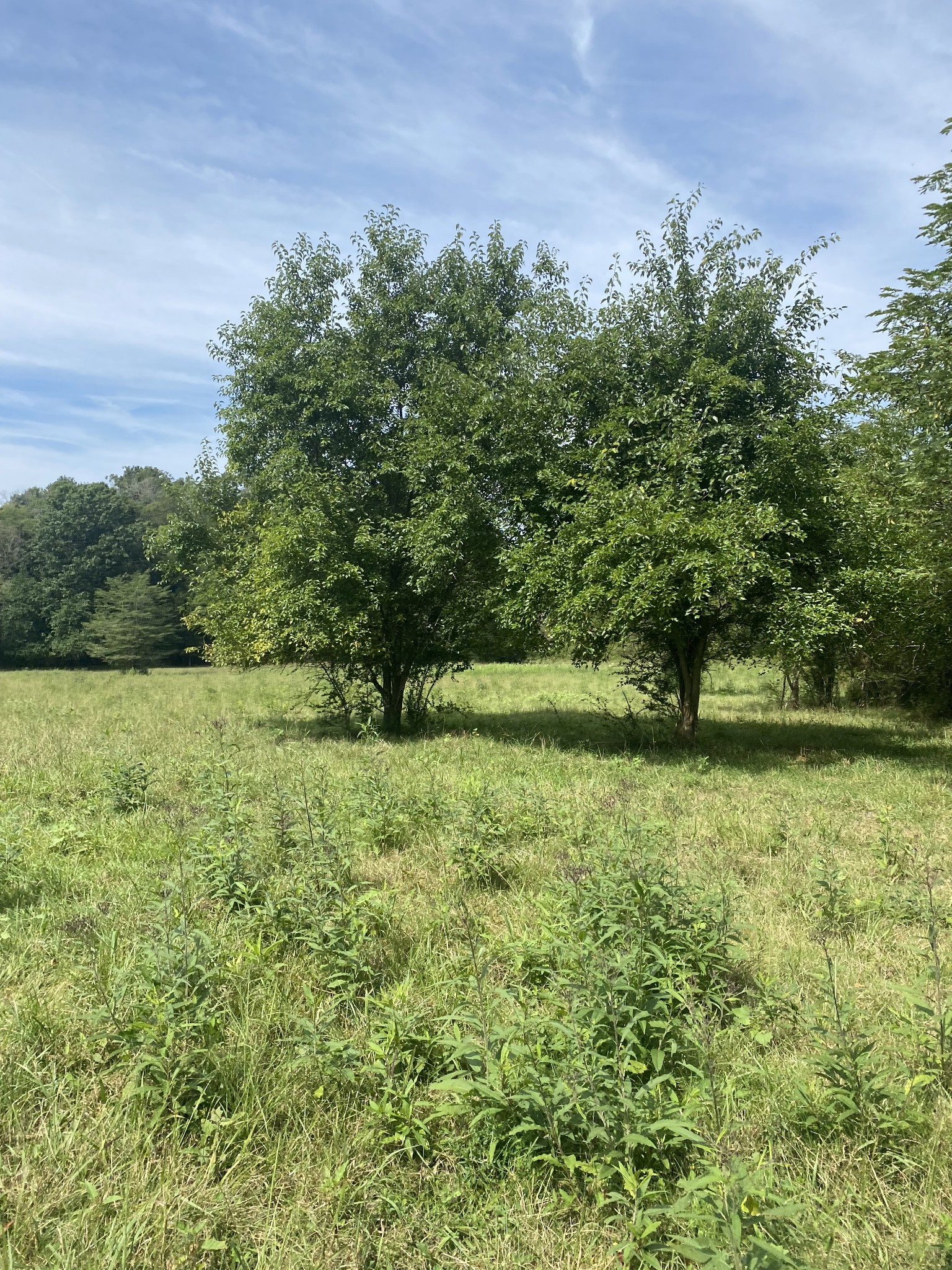 0 Potter Road West Alexandria, TN 37012 - Photo 15 of 16 Gallery Image 15