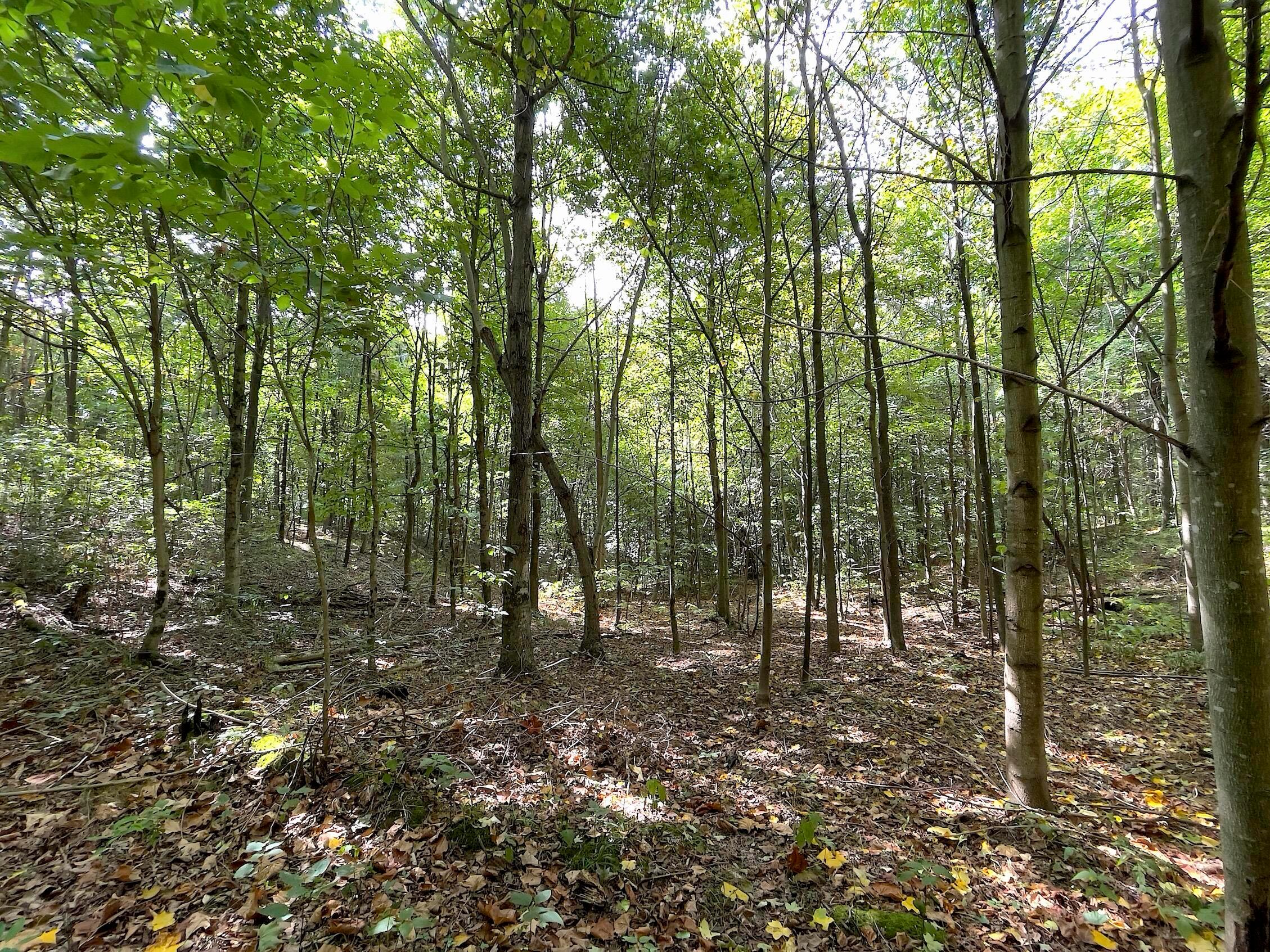 0 Porter Run Road Frankfort, OH 45628 - Photo 19 of 51 IMG_3220