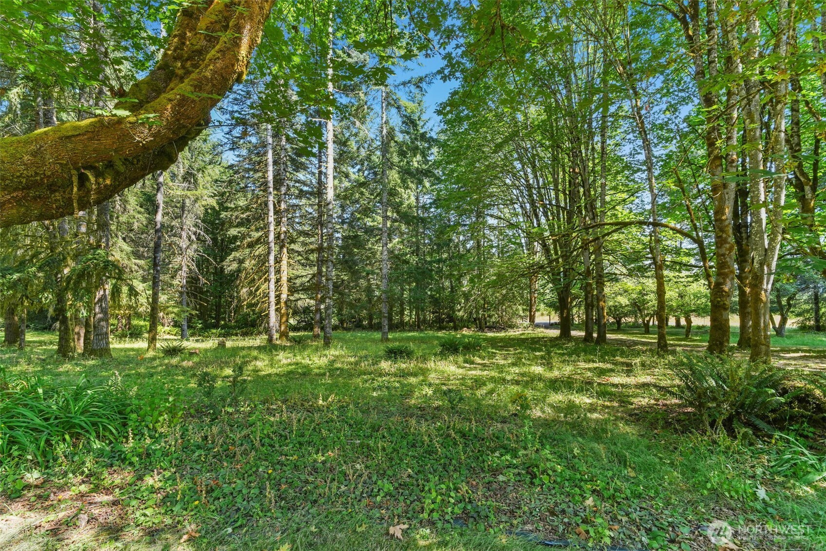 8815 Prather Road Southwest Centralia, WA 98531 - Photo 39 of 40 a big yard with lots of green space and trees