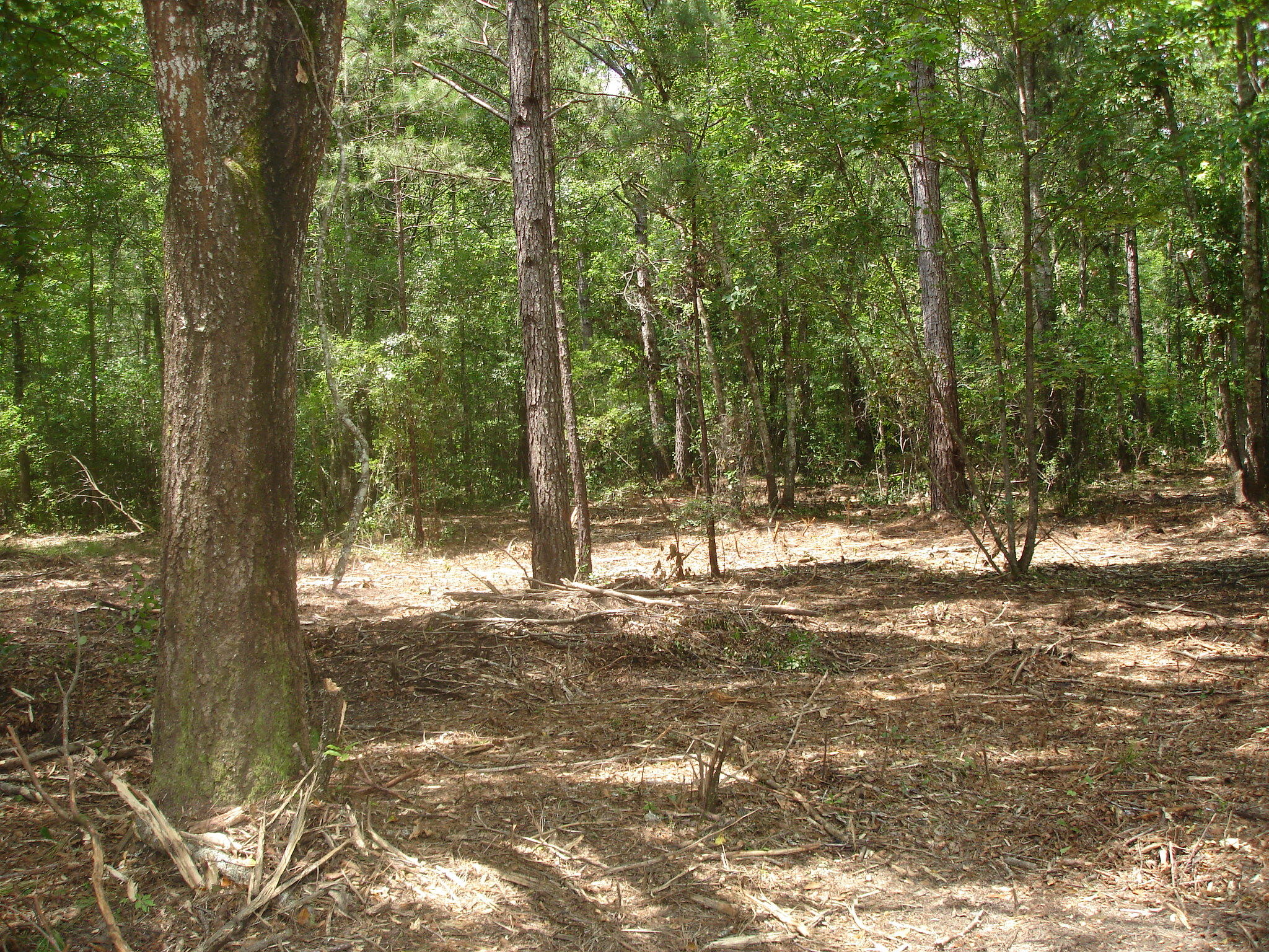 3 Klh Platt Road Ravenel, SC 29470 - Photo 8 of 8 Platt Sullins (1)