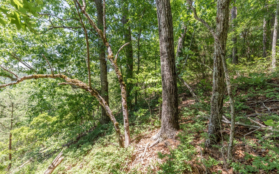 1771 Long Branch Road Ranger, GA 30734 - Photo 4 of 4 Additional View
