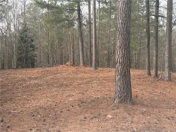 a large tree in the middle of forest