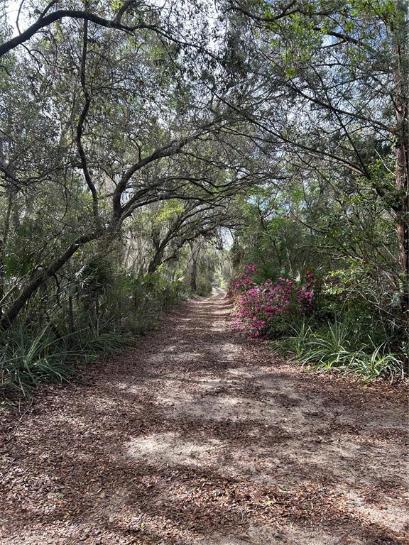 10679 Goose Prairie Road Leesburg, FL 34788 - Photo 2 of 30 a view of a forest with trees