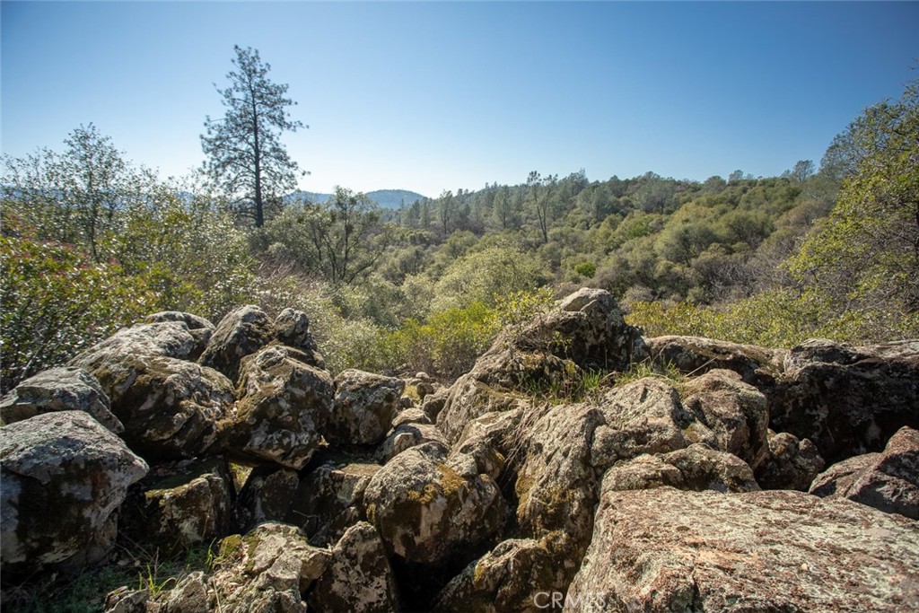 1718 Robinson Mill Road Bangor, CA 95914 - Photo 65 of 74 a view of a forest with a tree in the background
