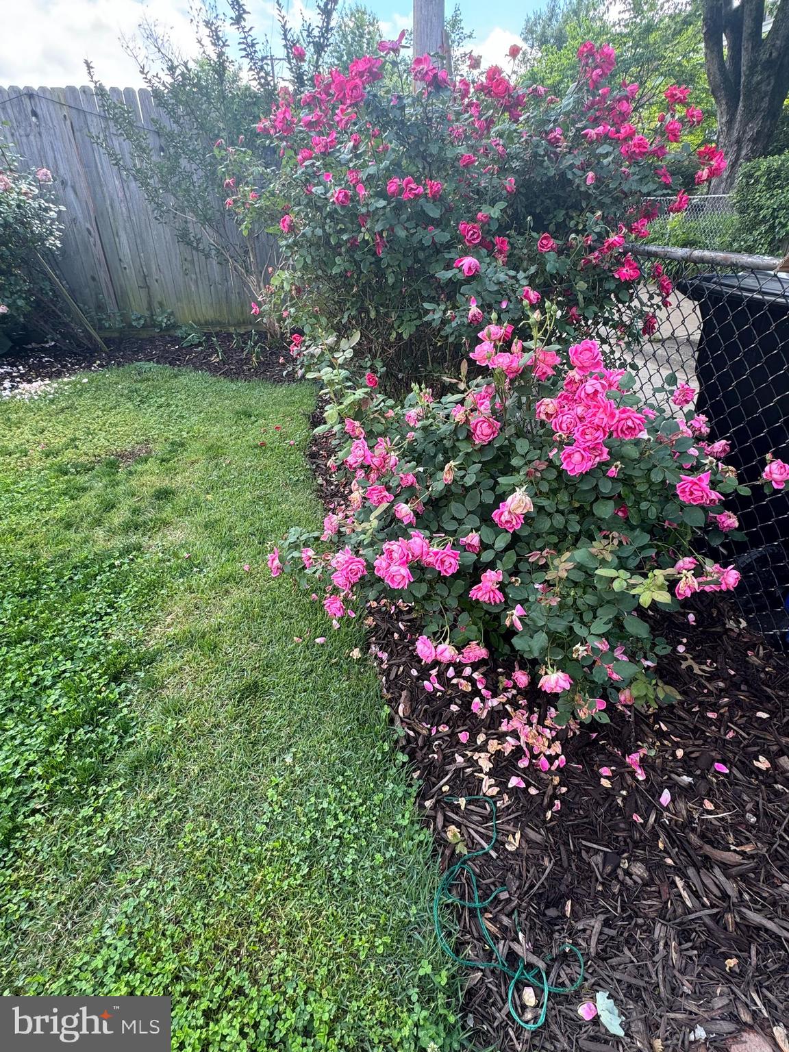 8132 Pleasant Plains Road Towson, MD 21286 - Photo 55 of 55 Roses