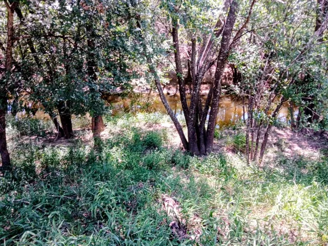 a view of a tree in a yard