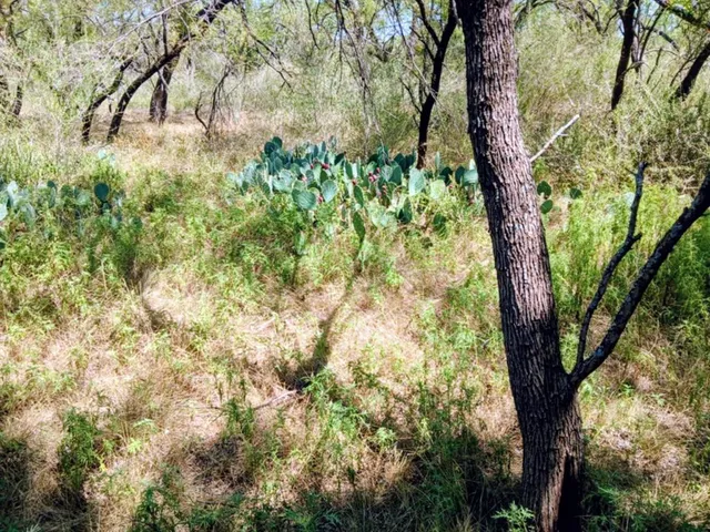 a view of a yard with a tree