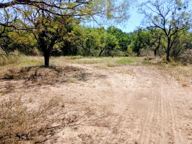 a view of a yard with plants and trees