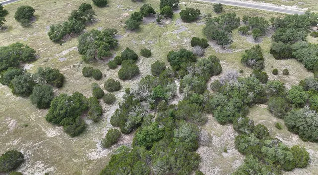 a view of a forest with a tree