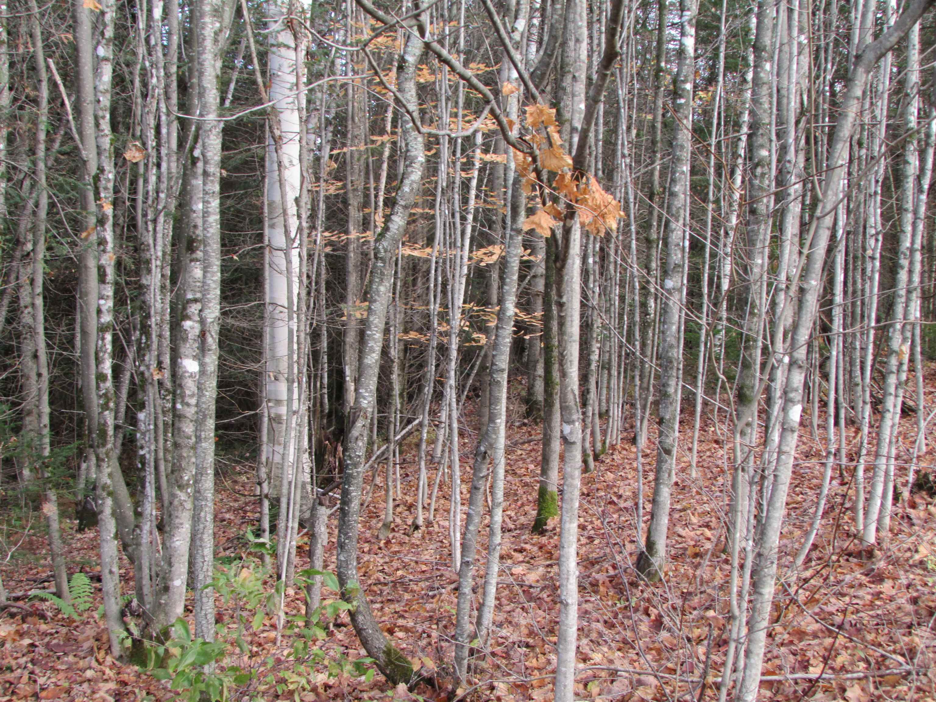3435 Ward Hill Road Hardwick, VT 05836 - Photo 29 of 35