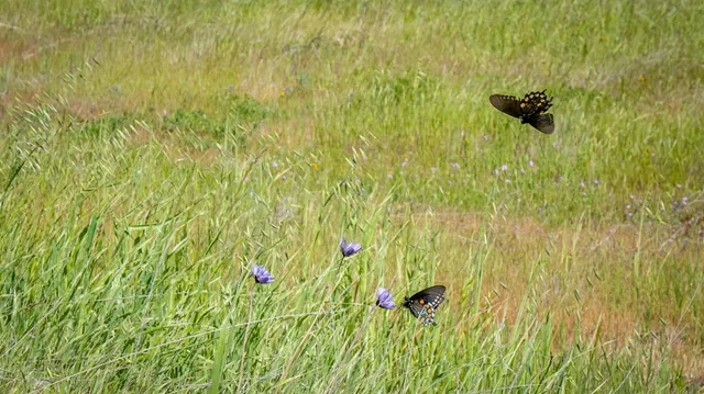 a view of a lake with houses in the background