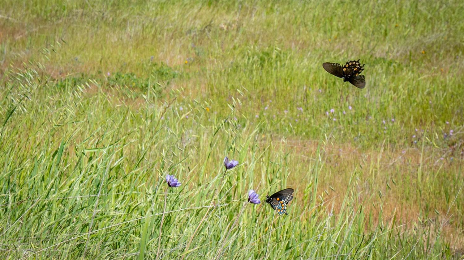 30247 Pleasant View Road Winters, CA 95694 - Photo 20 of 54