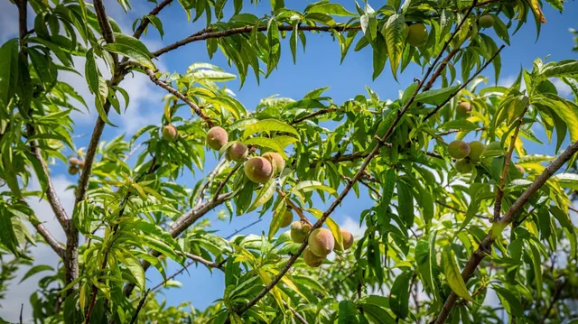 a view of a patio with table and chairs and potted plants