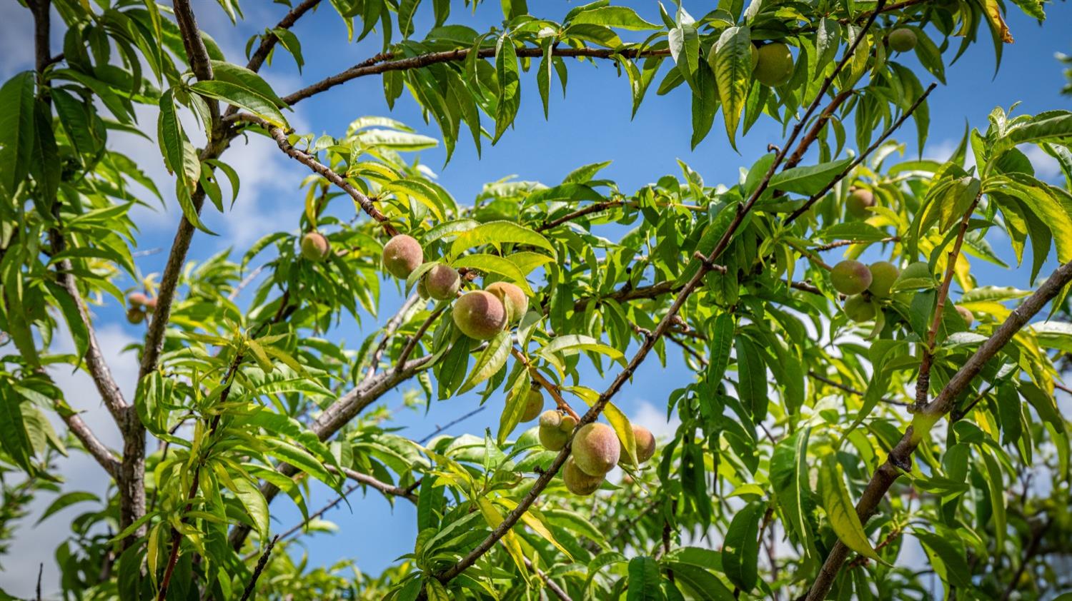 30247 Pleasant View Road Winters, CA 95694 - Photo 24 of 54 a plant