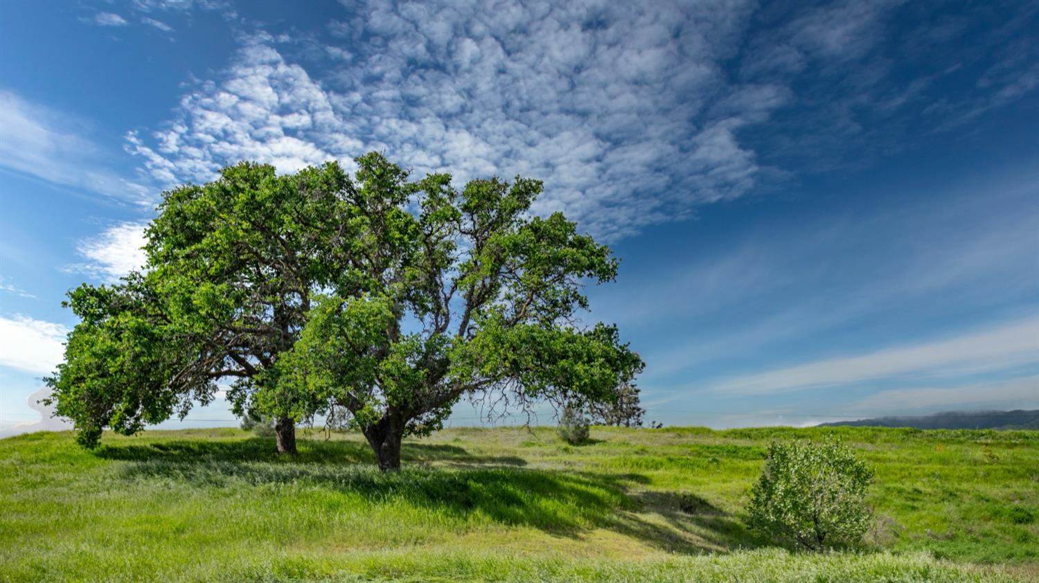 30247 Pleasant View Road Winters, CA 95694 - Photo 30 of 54 a view of a garden with a tree