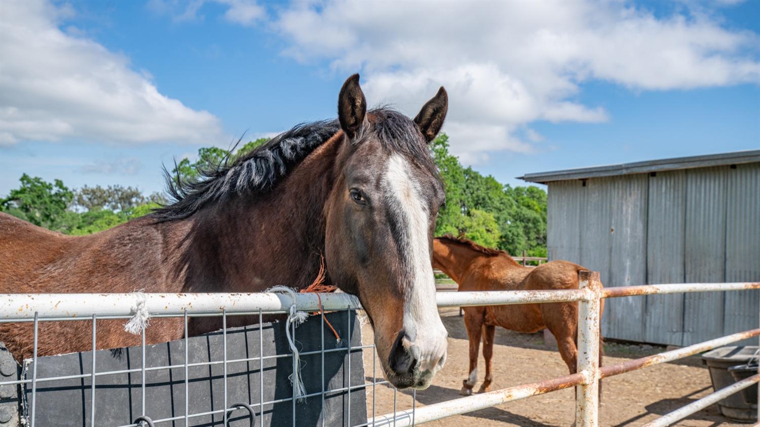 30247 Pleasant View Road Winters, CA 95694 - Photo 39 of 54 a backyard of a house with table and chairs