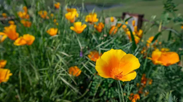 a view of a swimming pool in a garden