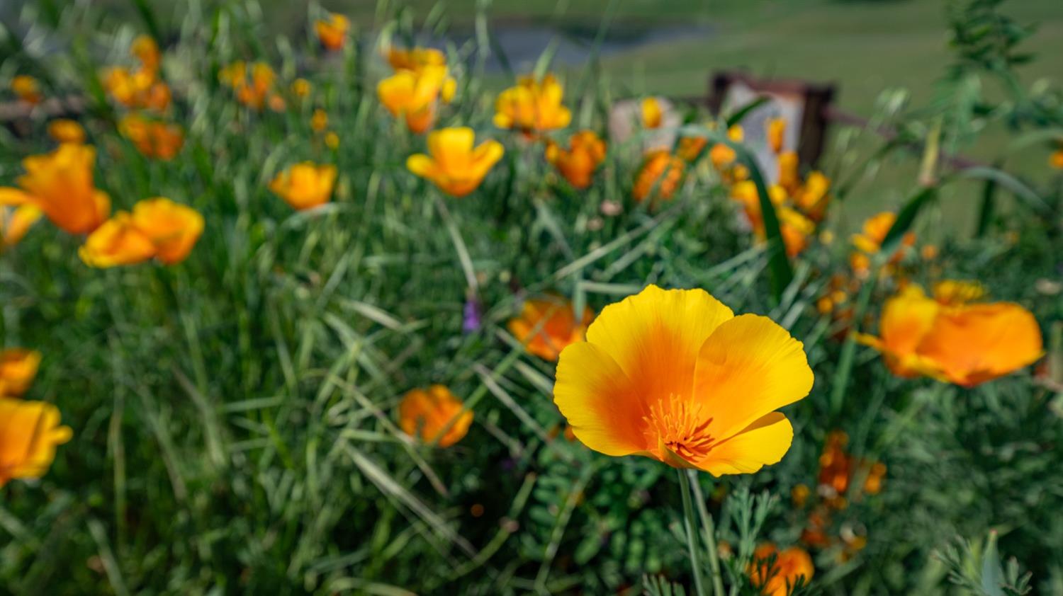 30247 Pleasant View Road Winters, CA 95694 - Photo 5 of 54 a view of a swimming pool in a garden