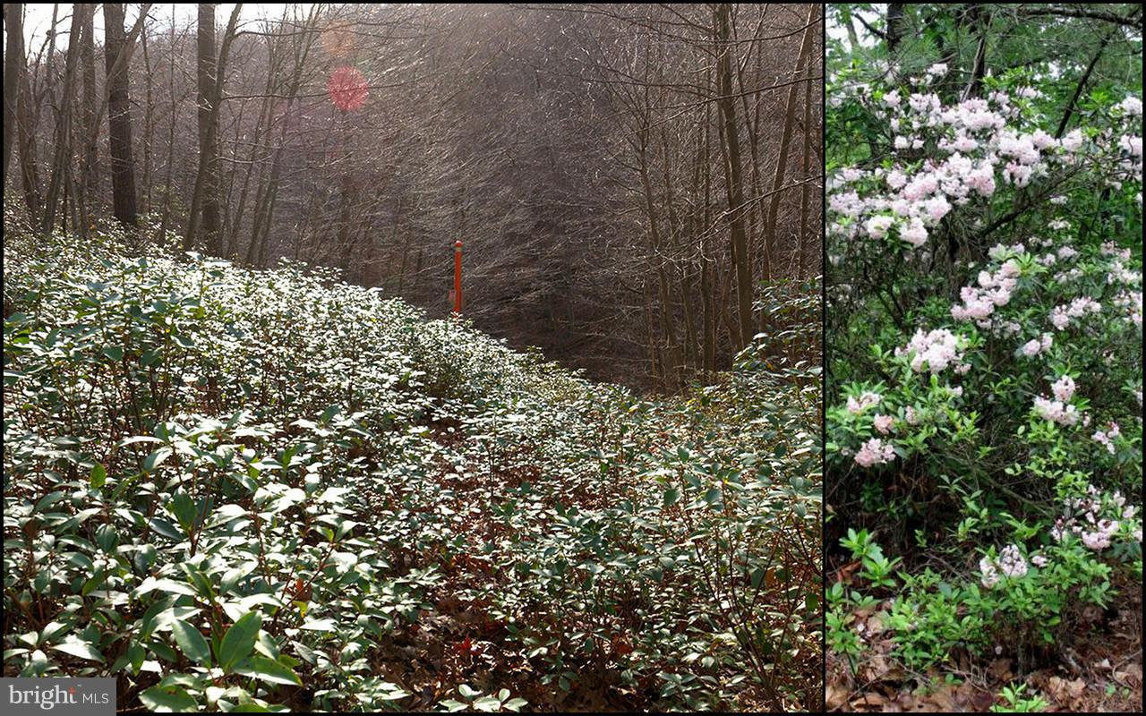 1415 Blue Mt Road Monkton, MD 21111 - Photo 14 of 30 One of many swaths of Mountain Laurel
