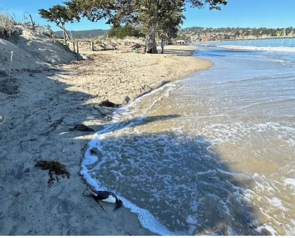 $6,600 | 1 La Playa Street, Monterey, CA 93940